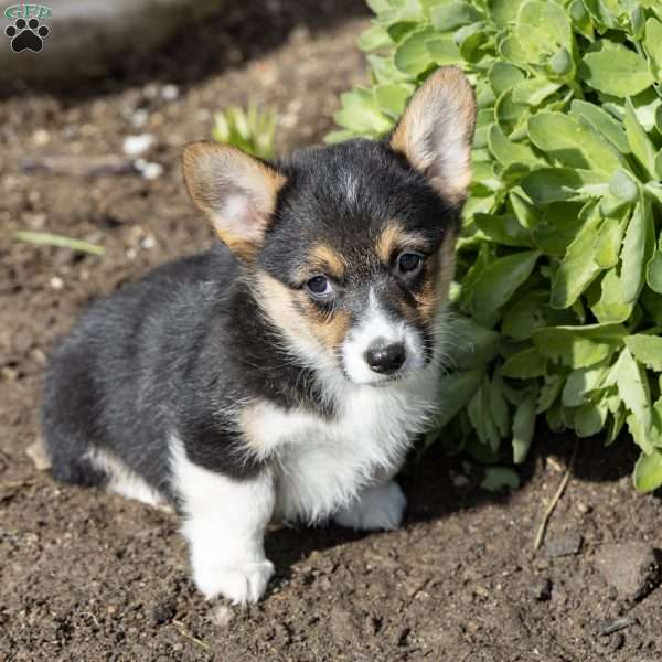 Adrien, Pembroke Welsh Corgi Puppy